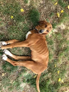 Chien trouvé Chien Courant