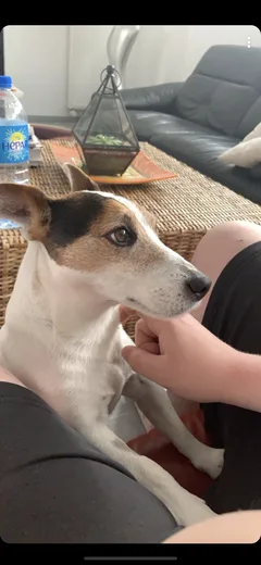 Chien perdu Jack-Russell-Terrier