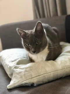 Chat perdu Européen