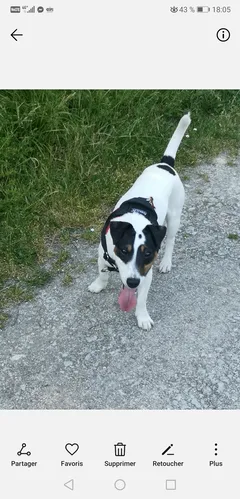 Chien perdu Jack-Russell-Terrier