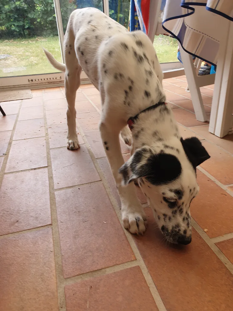 Chien trouvé