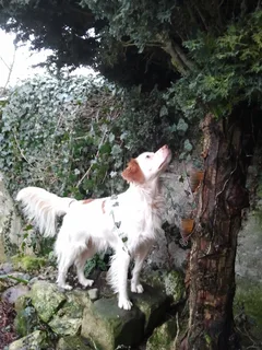 Chien perdu Epagneul Breton