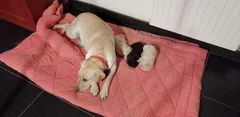 Chien perdu Labrador-Retriever