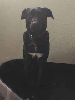 Chien perdu Croisé