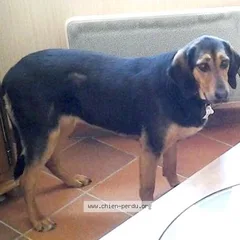 Chien perdu Beauceron