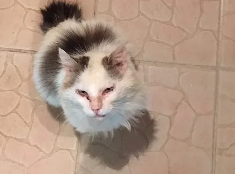 Chat trouvé