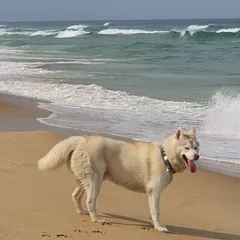 Chien perdu Husky Sibérien