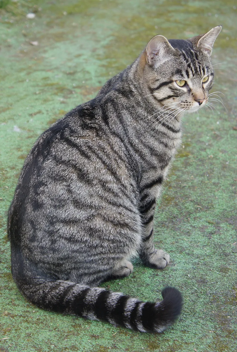 Mimi