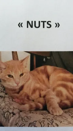 Chat perdu Européen