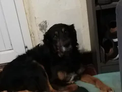 Chien perdu Berger Australien