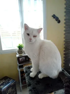 Chat perdu Européen