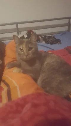 Chat perdu Européen