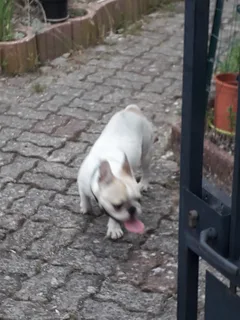 Chien trouvé Bouledogue Français