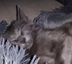 Chat perdu Européen
