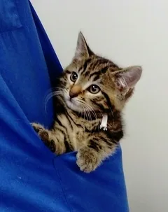 Chat perdu Européen