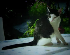 Chat perdu Européen