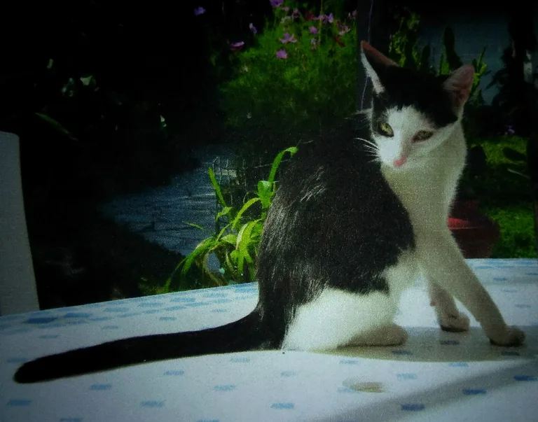 Noisette