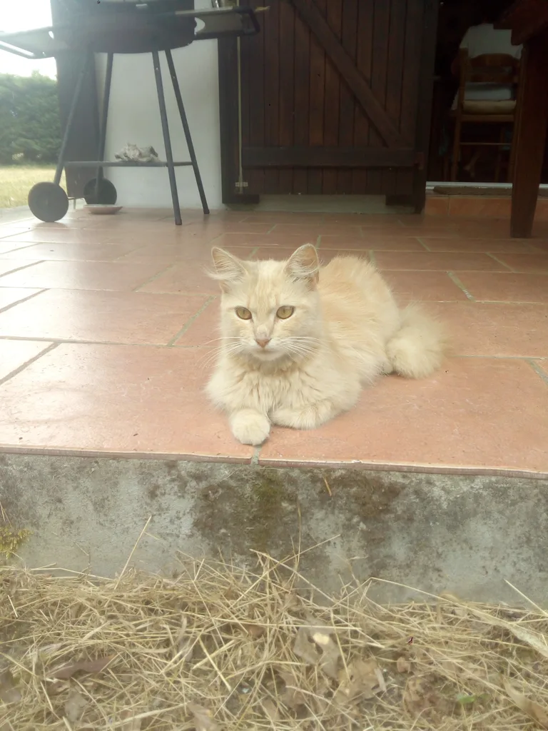 Chat trouvé