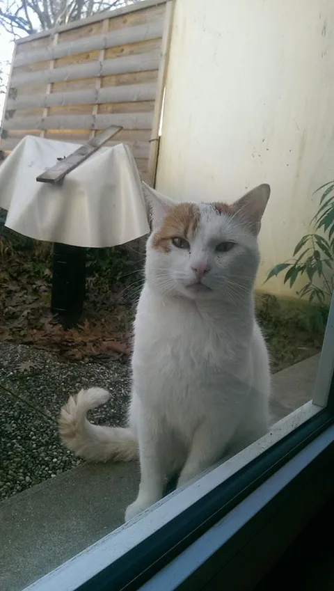 Chat trouvé