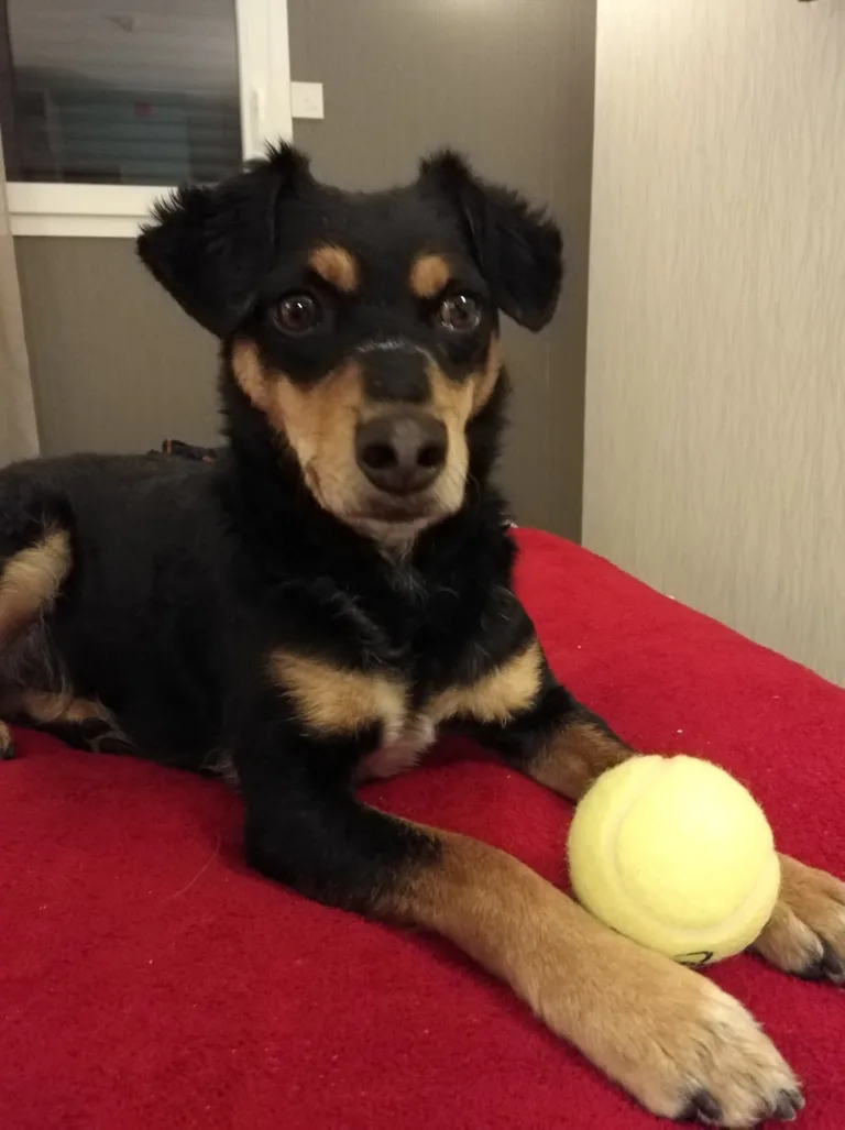 DIABOLO