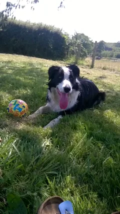 Chien perdu Border Collie