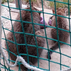 Chat trouvé Européen