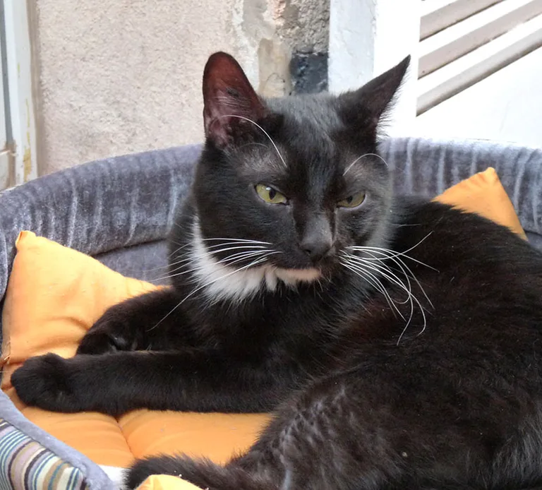 Chat trouvé