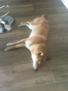 Chien perdu Shiba-Inu