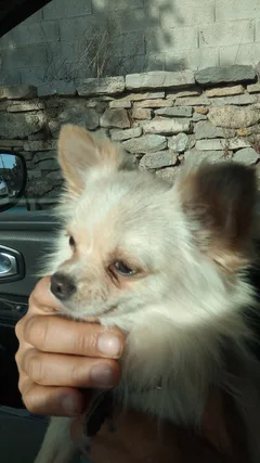 Chien trouvé Chihuahua