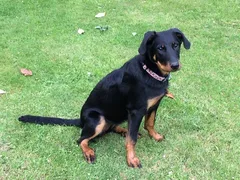 Chien perdu Beauceron