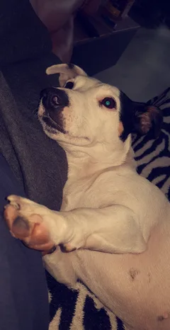 Chien perdu Jack-Russell-Terrier