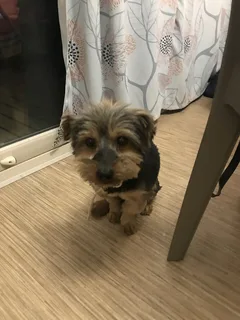 Chien trouvé Yorkshire Terrier