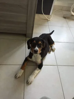 Chien perdu Beagle