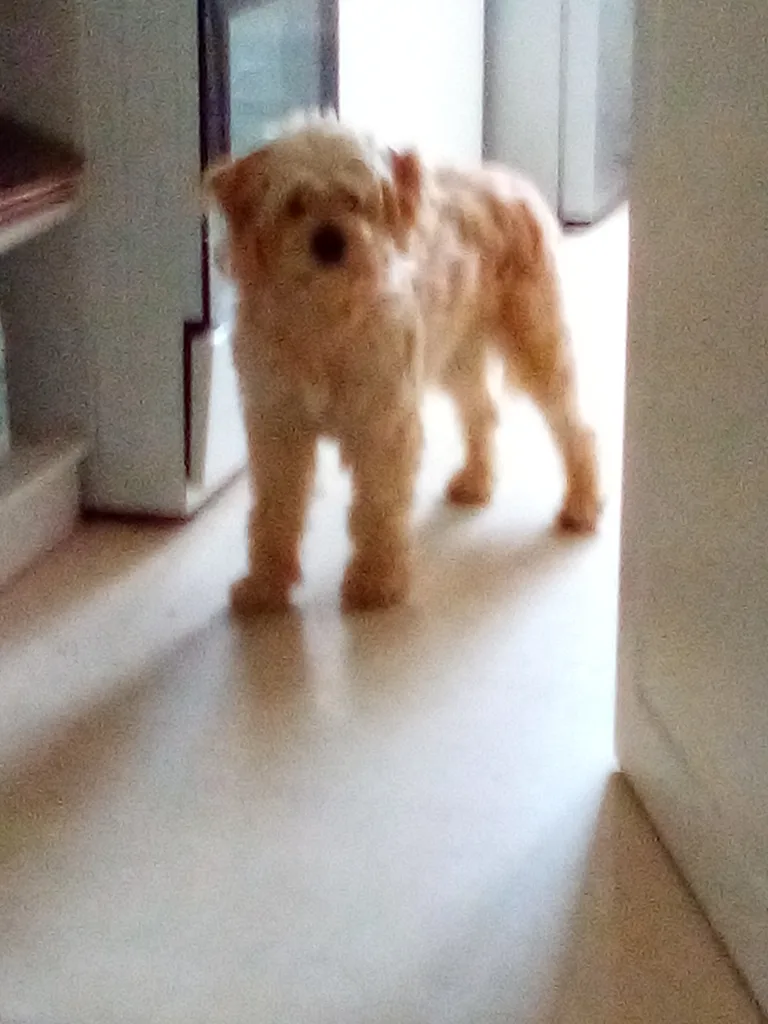 Chien trouvé