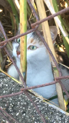 Chat trouvé Européen