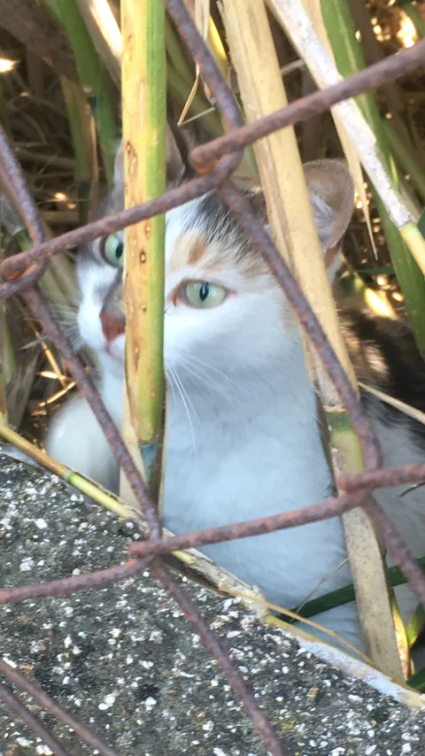 Chat trouvé