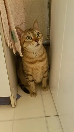Chat trouvé Européen
