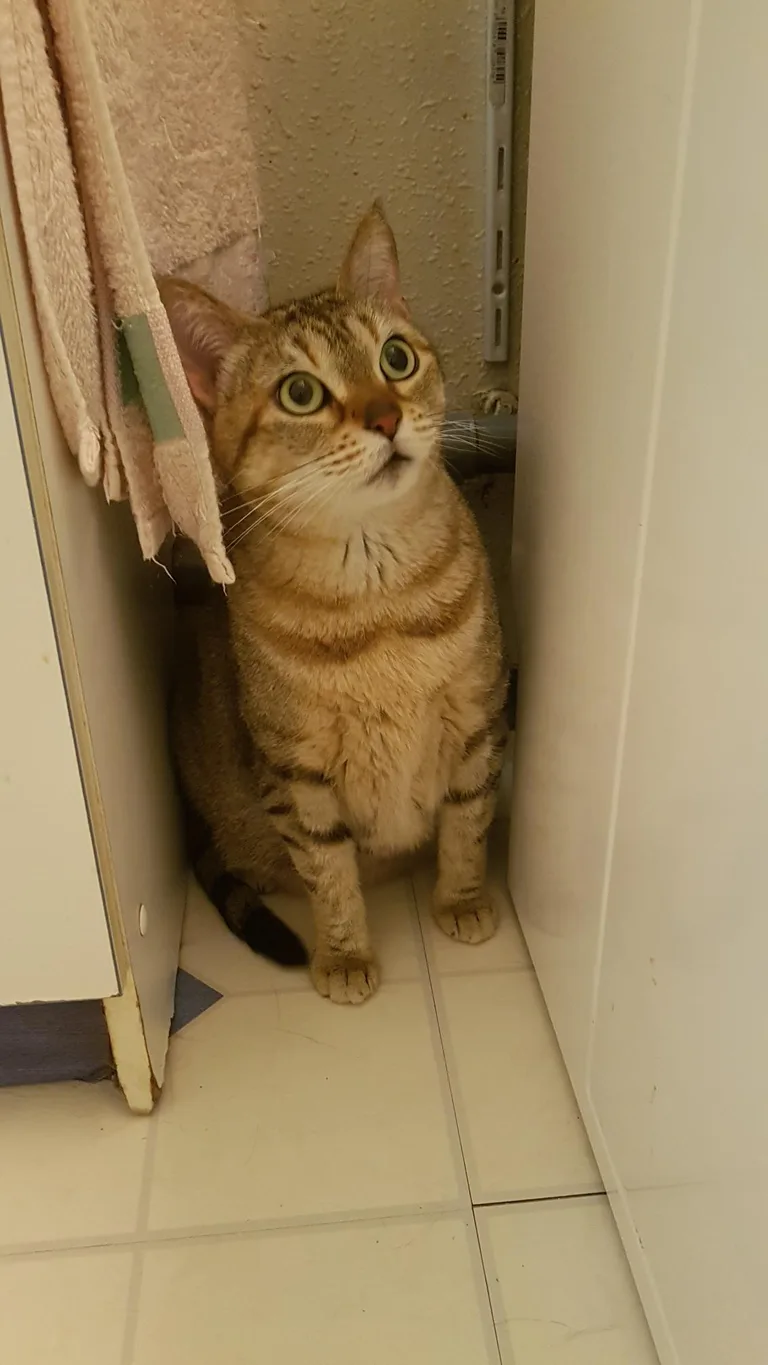 Chat trouvé