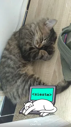 Chat perdu Croisé