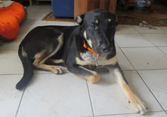 Chien perdu Beauceron
