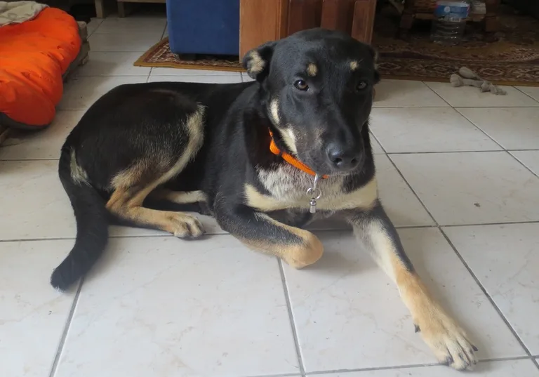 Jango