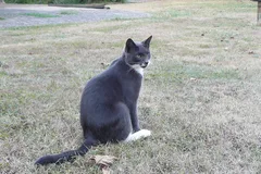 Chat perdu Européen