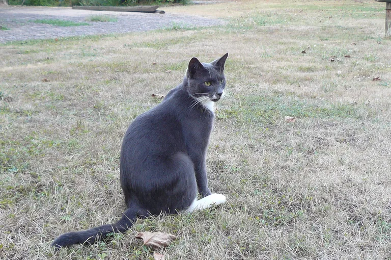 Kinaï