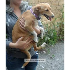 Chien perdu Podengo portugais