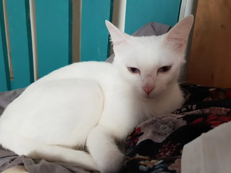 Xena alias la belle