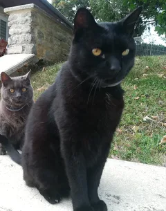 Chat perdu Européen
