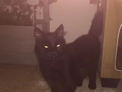 Chat trouvé Chat Sauvage d'Europe