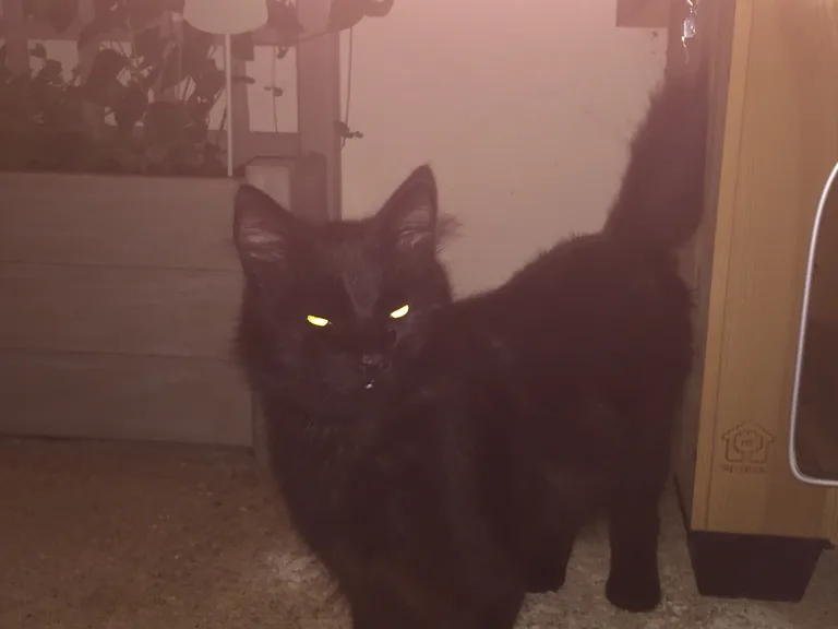 Chat trouvé