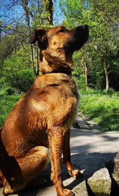 Chien perdu Berger Belge Malinois