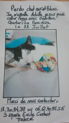 Chat perdu Chat Sauvage d'Europe